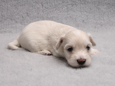 Bichon Havanais hvalpe fra Kennel Miki Nanoq